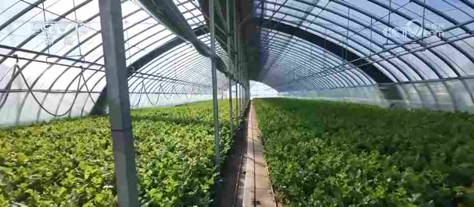 各地冬日果蔬供应量足价稳 丰富节日期间百姓“菜篮子”“果盘子”