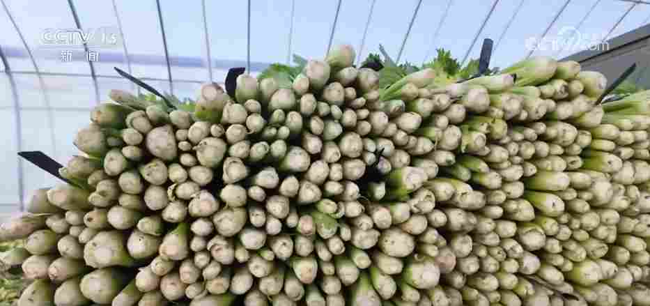 各地冬日果蔬供应量足价稳 丰富节日期间百姓“菜篮子”“果盘子”