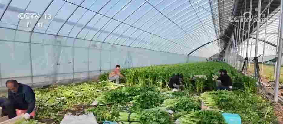 各地冬日果蔬供应量足价稳 丰富节日期间百姓“菜篮子”“果盘子”