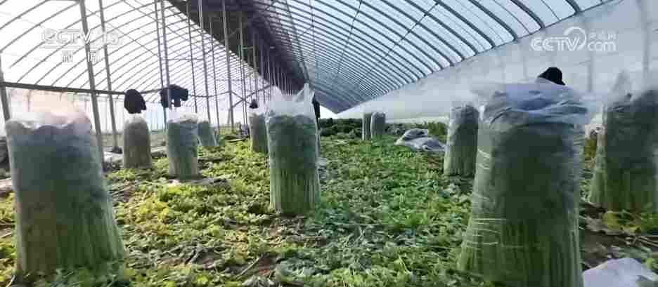 各地冬日果蔬供应量足价稳 丰富节日期间百姓“菜篮子”“果盘子”