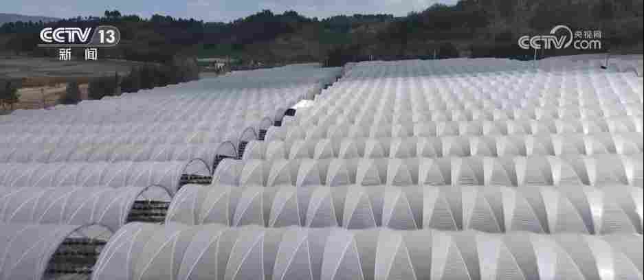 各地冬日果蔬供应量足价稳 丰富节日期间百姓“菜篮子”“果盘子”