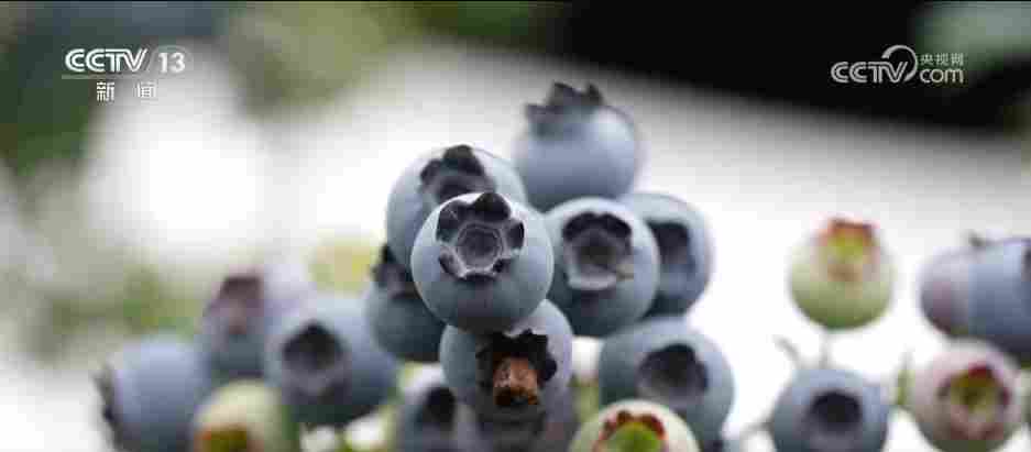 各地冬日果蔬供应量足价稳 丰富节日期间百姓“菜篮子”“果盘子”