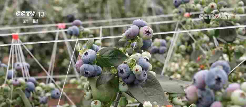 各地冬日果蔬供应量足价稳 丰富节日期间百姓“菜篮子”“果盘子”