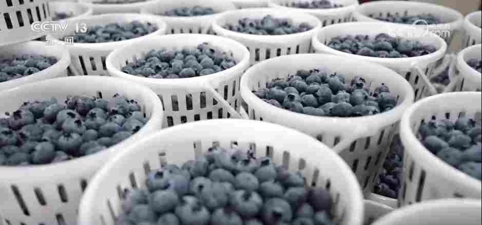 各地冬日果蔬供应量足价稳 丰富节日期间百姓“菜篮子”“果盘子”