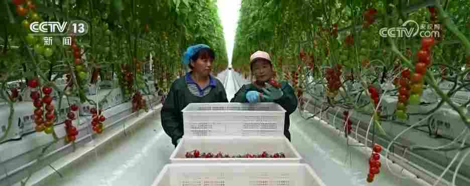 各地冬日果蔬供应量足价稳 丰富节日期间百姓“菜篮子”“果盘子”