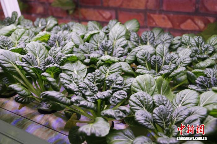 宁夏原州活体蔬菜“鲜”声夺人 冷凉蔬菜产业再升级