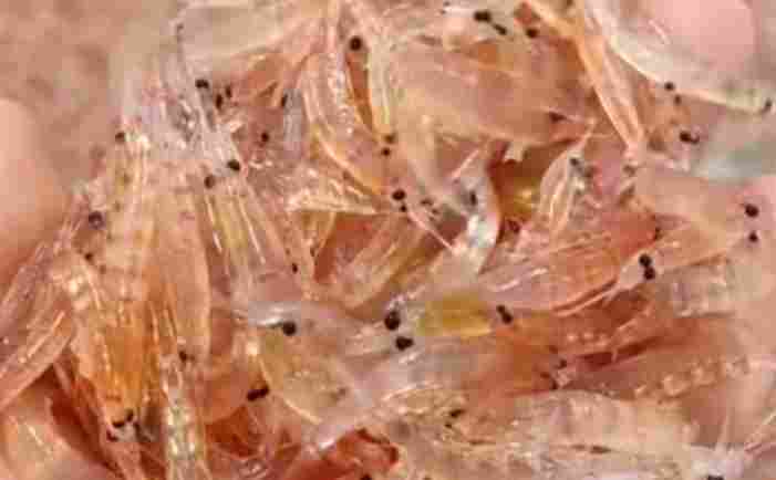 知名品牌疑似造假，主要成分含量为0