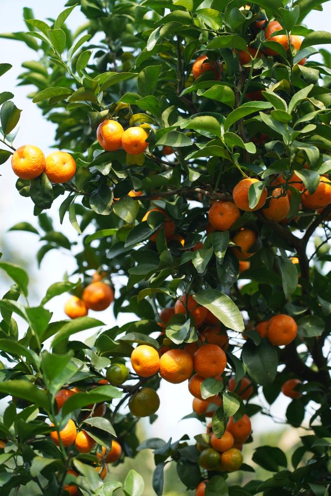 沙糖桔上市，怎样找到最好吃的那一颗？