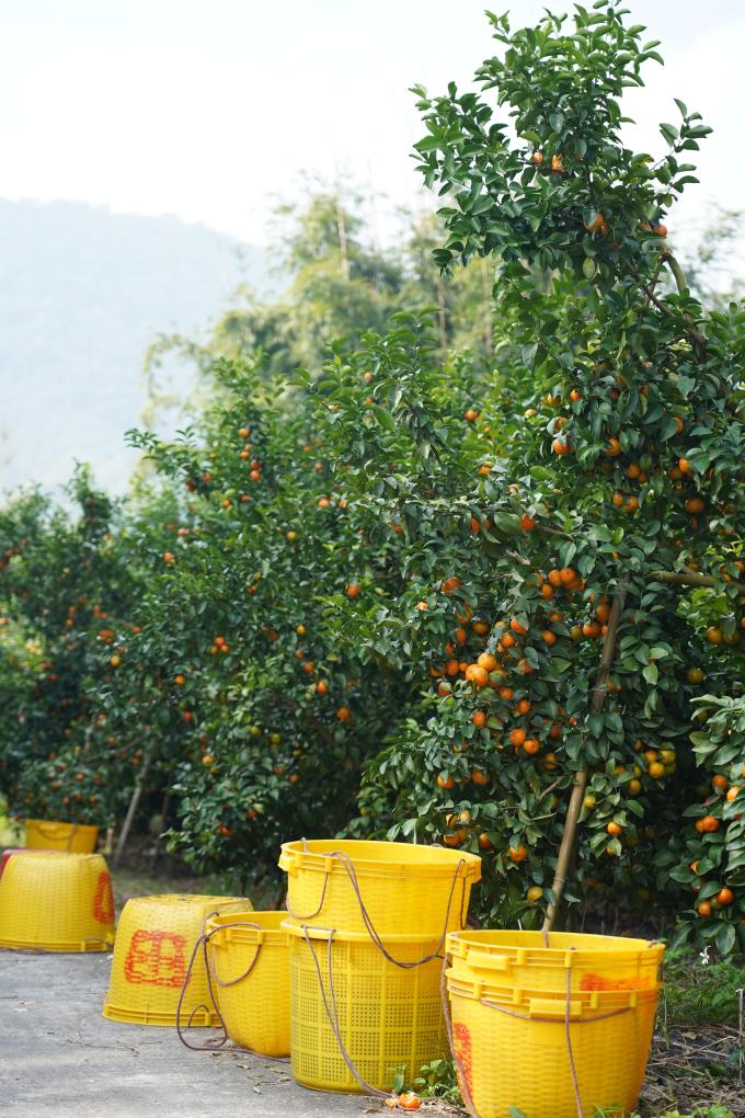 沙糖桔上市，怎样找到最好吃的那一颗？