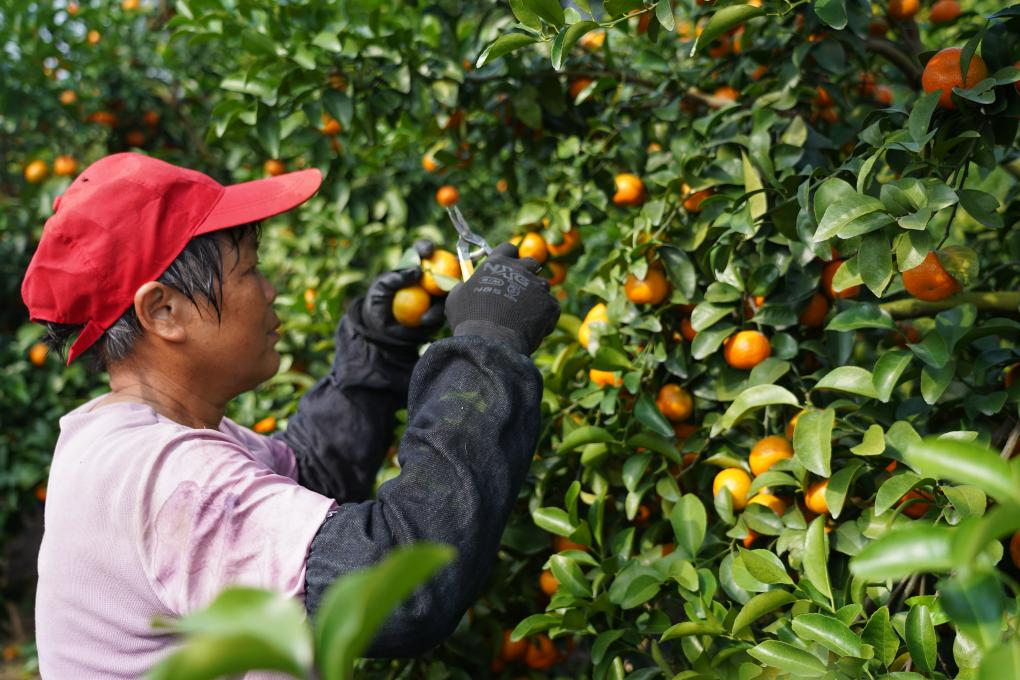沙糖桔上市，怎样找到最好吃的那一颗？