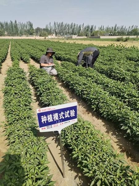把知识“种”进田野，新农人交出“硬核”答卷