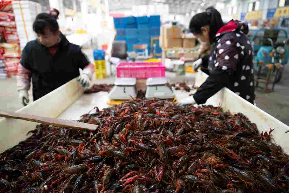 “鱼米之乡”万象新