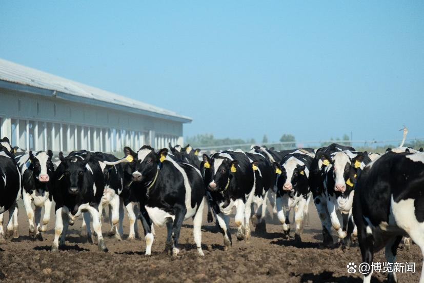 认养一头牛以全产业链实力稳居胡润中国食品行业百强