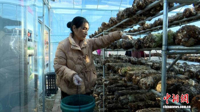 陕西镇巴：大巴山深处育“菌”香 小菌菇成富民大产业