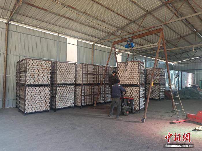 陕西镇巴：大巴山深处育“菌”香 小菌菇成富民大产业