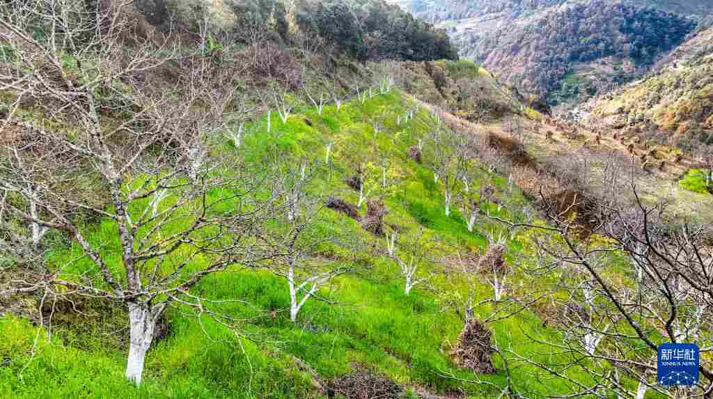 坚持耕耘得硕果——云南坚果产业发展观察