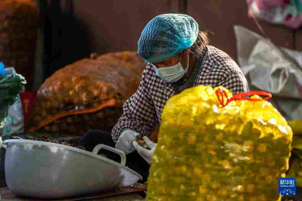 坚持耕耘得硕果——云南坚果产业发展观察