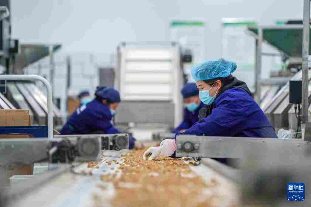 坚持耕耘得硕果——云南坚果产业发展观察