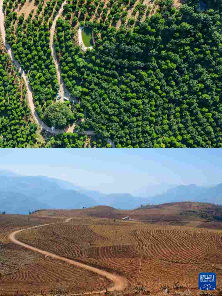 坚持耕耘得硕果——云南坚果产业发展观察