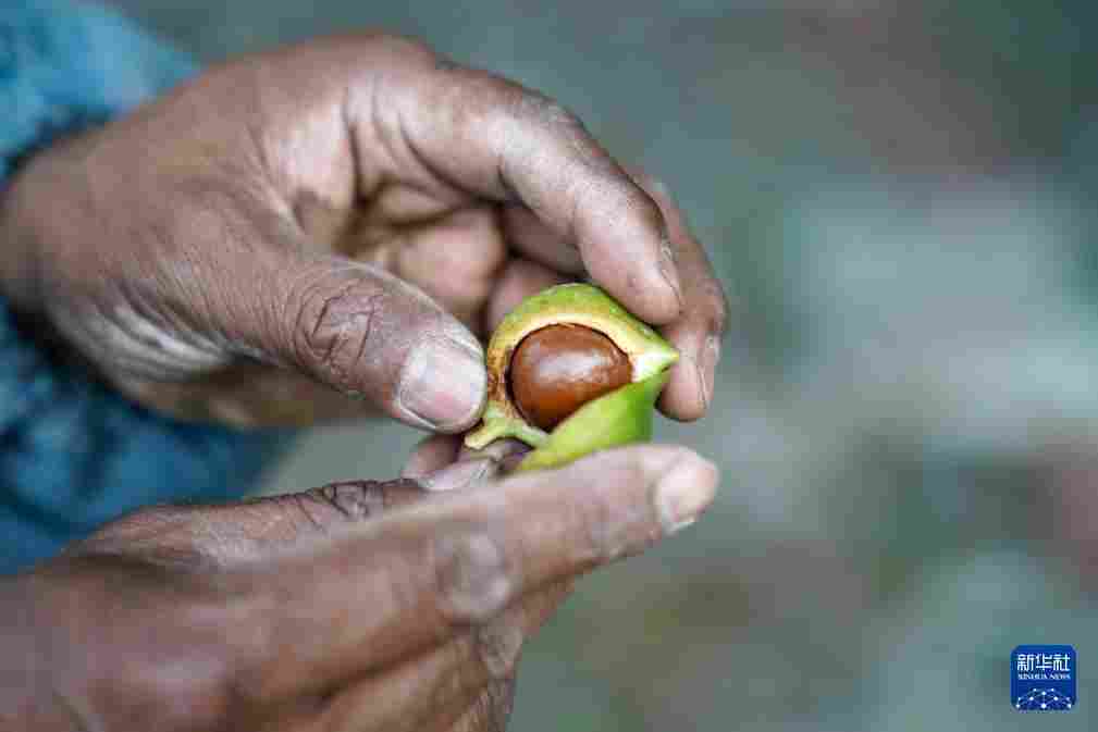 坚持耕耘得硕果——云南坚果产业发展观察