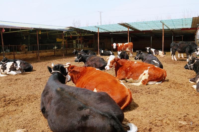 内蒙古巴林右旗：奶香漫草原 奶业兴乡村