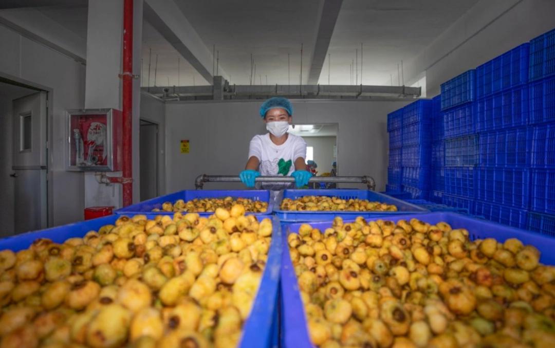 大方县农产品加工企业铆足干劲忙生产 全力奋战“开门红” 大方县农产品加工企业铆足干劲忙生产 全力奋战“开门红”