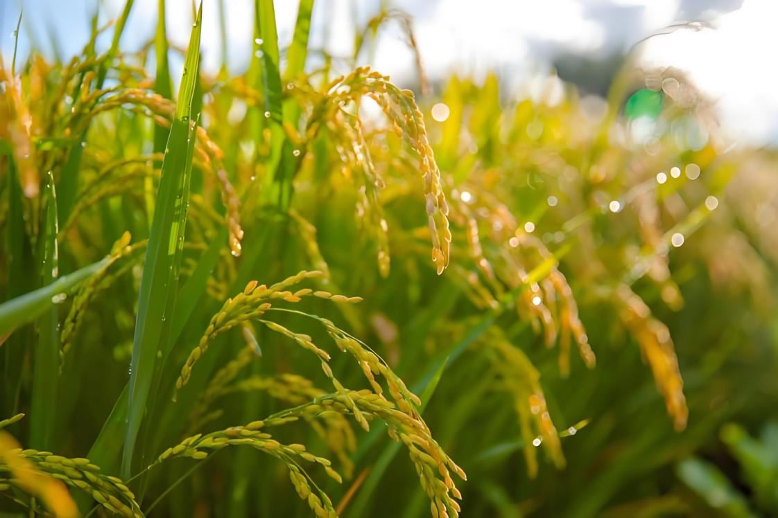 为何年夜饭的米香最难忘？ 黑土优品·稻香致远，一口吃出团圆味