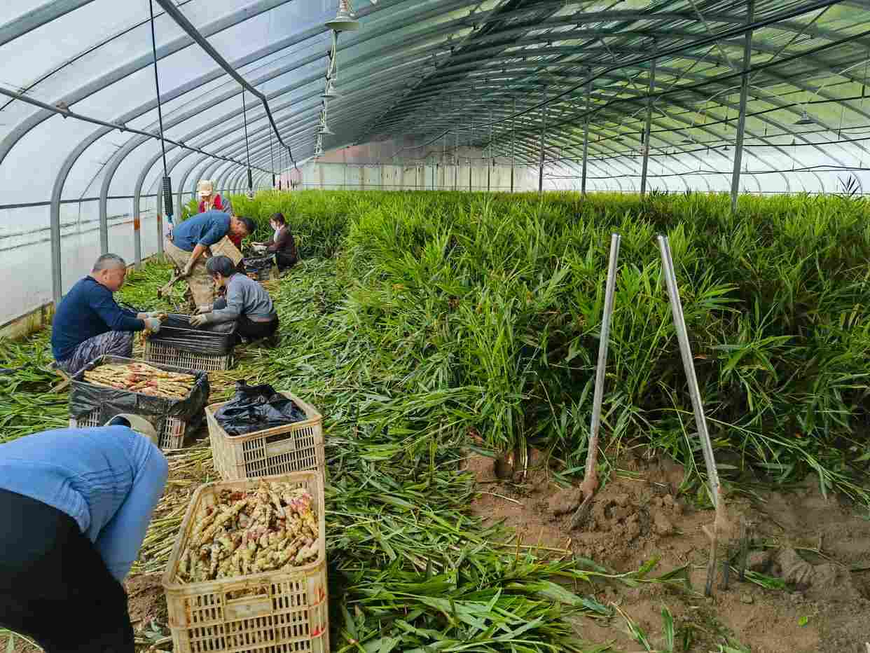 山东：“智慧农业”点亮特色产业致富路