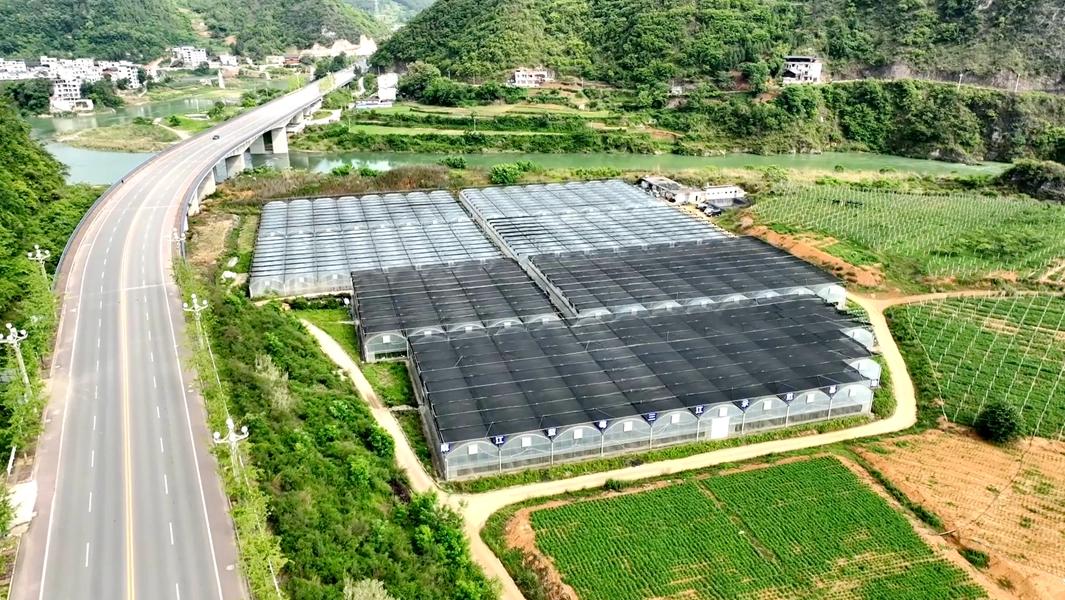 麻江蓝莓产业实现全产业链发展，加工产值达2.996亿元