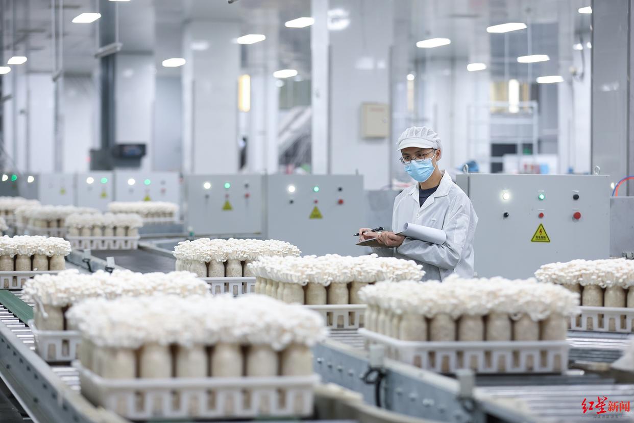成都丰科食用菌数字化生产出口全国第一，畅销全球57国