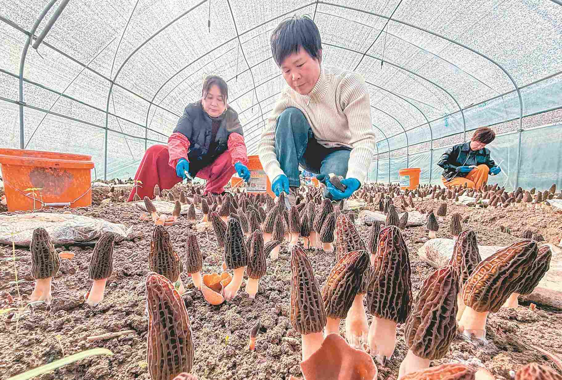 安徽多地春耕忙 农民发展特色产业增收致富