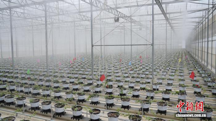 广西贵港蓝莓种植基地春管忙 现代化技术助力产业振兴