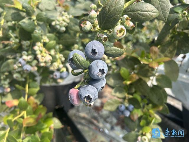 春季蓝莓采摘正当时 生态种植打造绿色美味