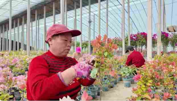 大棚花卉种植成致富新路径 电商直播助力农民增收