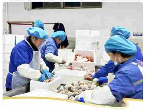 安丘生态农业重塑传统种植模式打造绿色有机农业新标杆